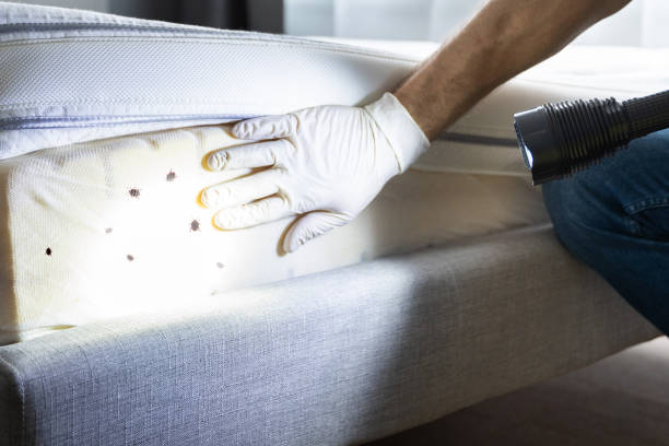 Best Insect Control  in Bartlett, IL